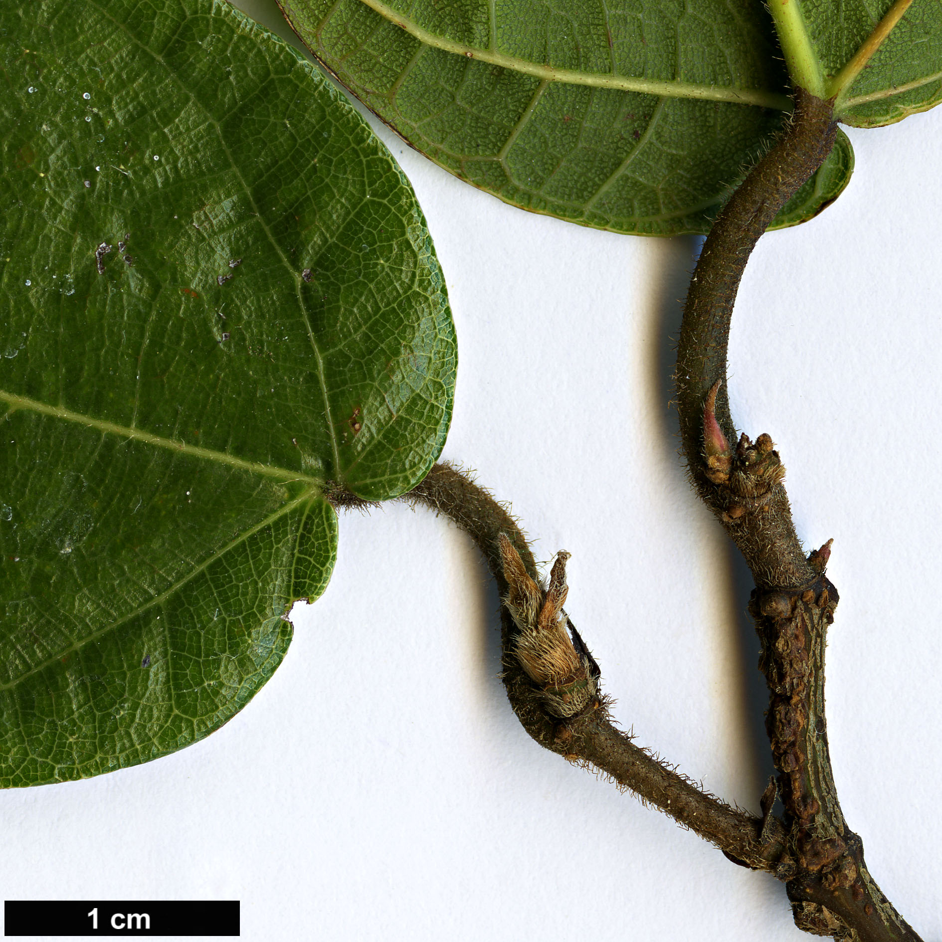 High resolution image: Family: Moraceae - Genus: Ficus - Taxon: sarmentosa - SpeciesSub: var. henryi